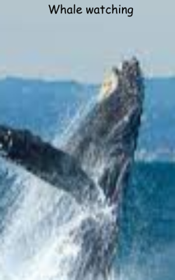 Whale watching