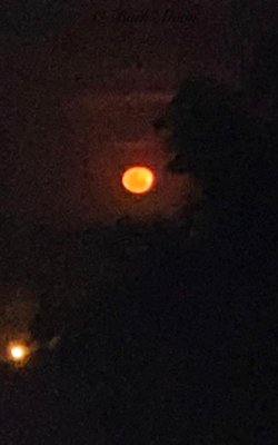 O Buck Moon