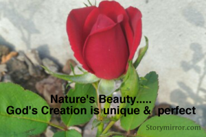 Nature's Beauty.....
God's Creation is unique &  perfect