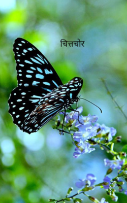 चित्तचोर