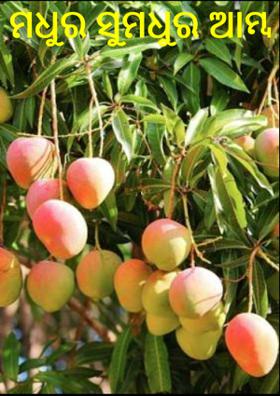 ମଧୁର ସୁମଧୁର ଆମ୍ବ