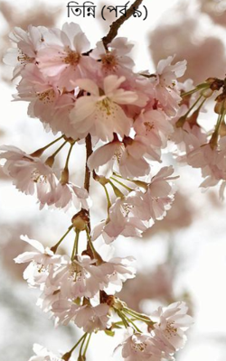 তিন্নি (পর্ব ৯)