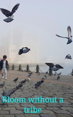 Bloom without a tribe