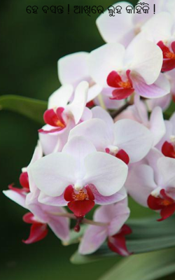 ହେ ବସନ୍ତ ! ଆଖିରେ ଲୁହ କାହିଁକି !