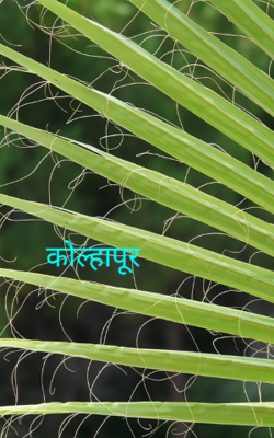 कोल्हापूर