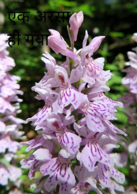 एक अरसा हो गया