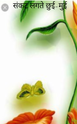 संकट लगते छुई-मुई