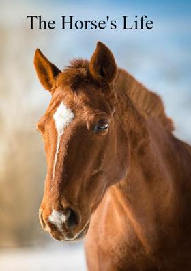 The Horse's Life