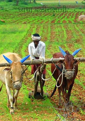 व्यथा बळीराजाची