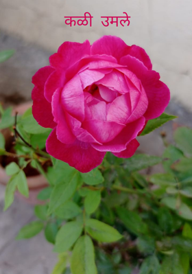 कळी उमले