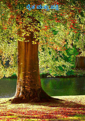 ರೈತ ಮತ್ತು ಪಕ್ಷಿ