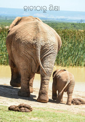 ହାତୀଠାରୁ ଶିକ୍ଷା 