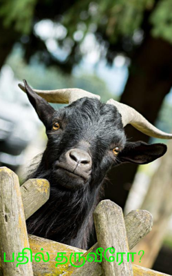 பதில் தருவீரோ?