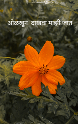 ओळखून  दाखवा माझी जात