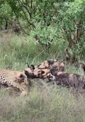 जंगल का रोमांचक सफर 