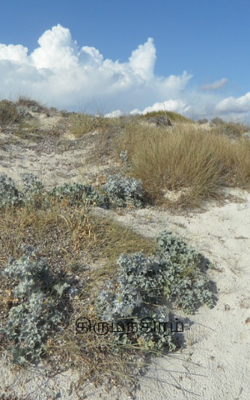 திருமந்திரம்