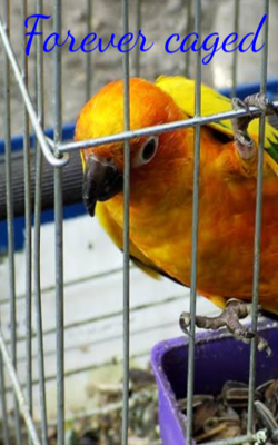 Forever Caged