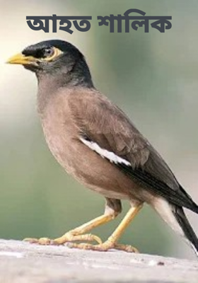 আহত শালিক