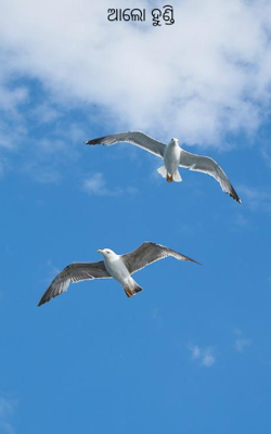 ଆଲୋ ହୁଣ୍ଡି