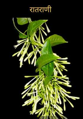 रातराणी