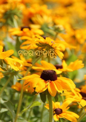 ମକର ସଂକ୍ରାନ୍ତି