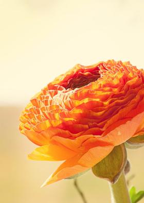 टिपल्या मी