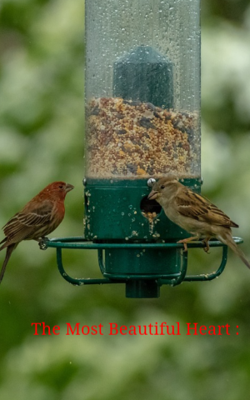 The Most Beautiful Heart