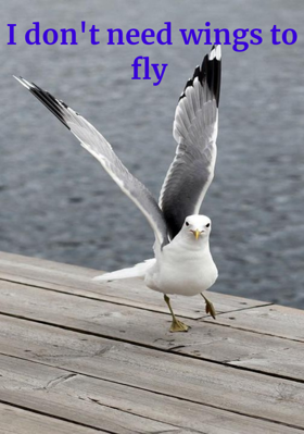 I Don't Need Wings To Fly