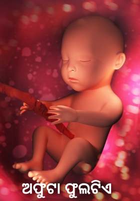 ଅଫୁଟା ଫୁଲଟିଏ