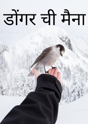 डोंगर ची मैना