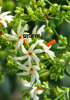 प्राजक्त