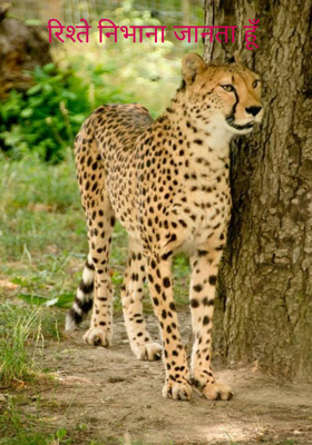 रिश्ते निभाना जानता हूँ