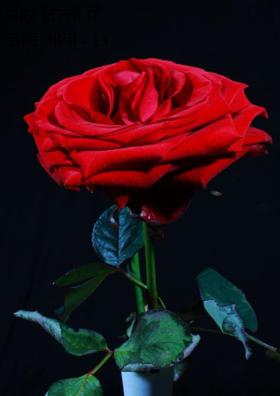 प्यार दिल्ली में छोड़ आया - 13