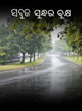 ସବୁଜ ସୁନ୍ଦର ବୃକ୍ଷ