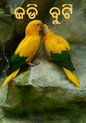 ଜଡି ବୁଟି