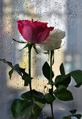 જીવનનું ગણિત