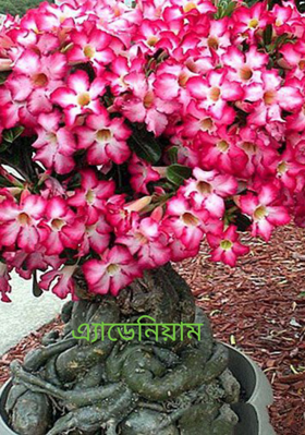 এ্যাডেনিয়াম