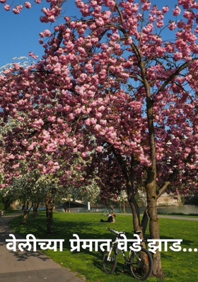 वेलीच्या प्रेमात वेडे झाड