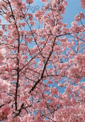 ମଧୁର ରାଗିଣୀ