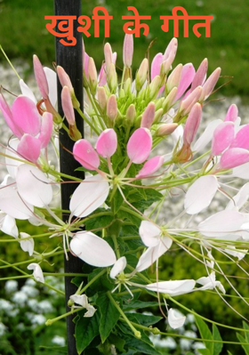 खुशी के गीत