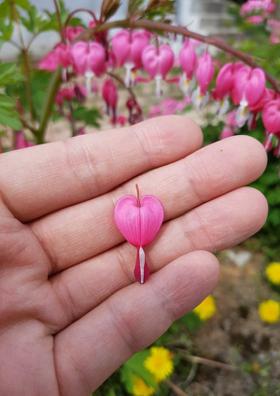 ప్రేమ జీవి