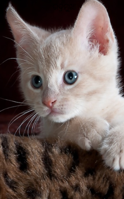 ଭଦ୍ରମୁଖା