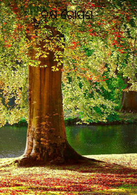 ବୃକ୍ଷ ରୋପଣ