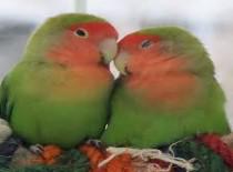 कितने ख़राब हो तुम