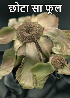 छोटा सा फूल