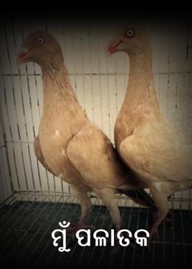 ମୁଁ ପଳାତକ