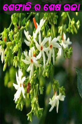 ଶେଫାଳି ର ଶେଷ ଇଚ୍ଛା