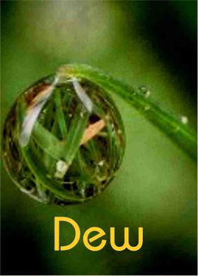 Dew