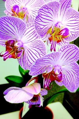 ଦୋଳରେ   ଗୋବିନ୍ଦ