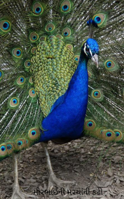 મોરભાઈની મરચાંની કઢી